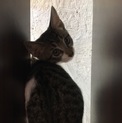 可愛い子猫3