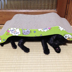 「亀になる」サムネイル3