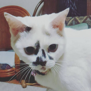こう見えて三毛ネコさんです