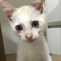ほかのサイトで里親決定、ありがとうございました。