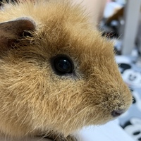 もものすけ