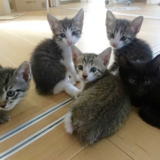 すてきねこのカバー写真