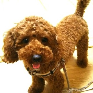 プードル♂6kg3才　甘えん坊