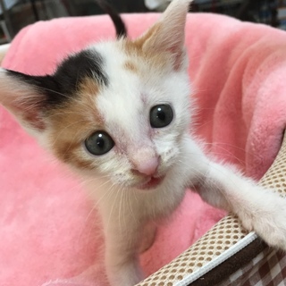 里親決定。4姉妹☆みつまめちゃん