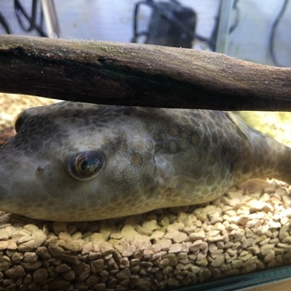 テトラオドンアベイという種類のフグです。
