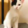 美猫に育った白黒個性的柄★ピノコちゃん サムネイル2