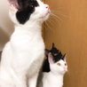 美猫に育った白黒個性的柄★ピノコちゃん サムネイル3