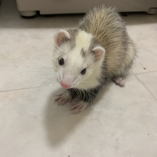 フェレット9ヶ月の女の子里親募集してます!