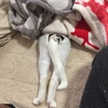 の写真