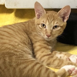 好奇心旺盛な茶トラ【ルイ君】♂