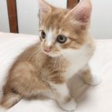 生後2ヶ月の子猫の里親募集中！