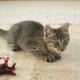 キジトラの箱入り娘てんちゃん