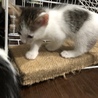 ブチ ♀