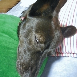 「ほぼ復調」サムネイル3