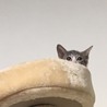 の写真