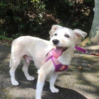 マルチーズとイタグレのMIX男の子ハチ君9歳