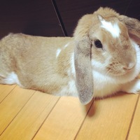 おとめ