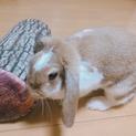 【急募】ロップイヤー うさぎ 2歳♀
