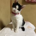 白黒猫ちゃん
