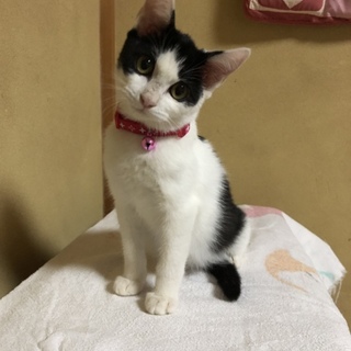 白黒猫ちゃん