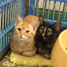 サビ子猫と母猫はいっしょのおうちへ サムネイル2