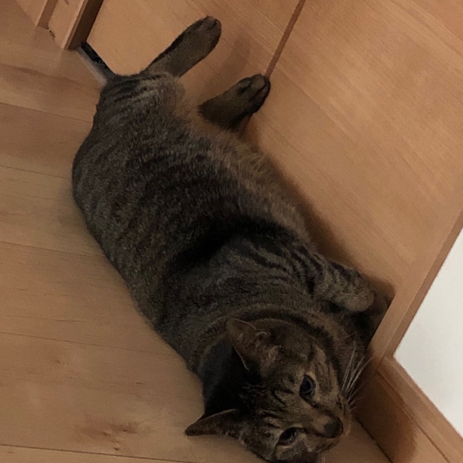 たまのカバー写真
