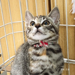 しましま美猫【しそ】