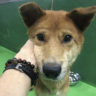 里親様決定しました‼️ありがとうございました。