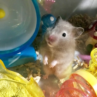 小ぶりシリアンハムスター セーブルロングの女の子