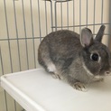 ネザーランド♀1歳