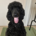 スタンダードプードルの子犬です。