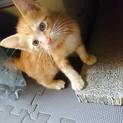 とても元気な男の子の子猫です。血液検査済み