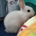 ネザー