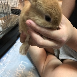 うさぎ赤ちゃんの里親募集