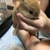 うさぎ赤ちゃんの里親募集 サムネイル1