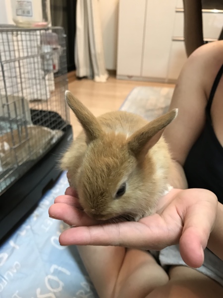 うさぎ赤ちゃんの里親募集 サムネイル2