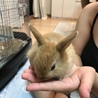 うさぎ赤ちゃんの里親募集 サムネイル2
