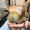 うさぎ赤ちゃんの里親募集 サムネイル3