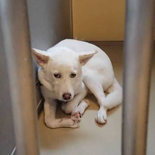 《面会予定有》怖くて動けなくなる、しろ8ヶ月