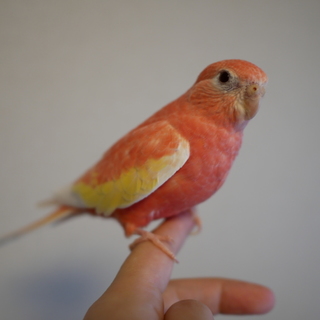 里親決定しました。ありがとうございました。