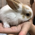 うさぎ赤ちゃん