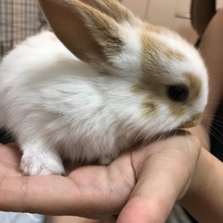 うさぎ赤ちゃん