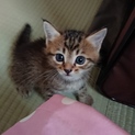 生後2ヶ月メス子猫