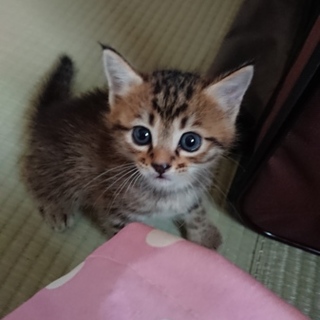 生後2ヶ月メス子猫