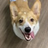 保護犬カフェ®立川店(保護活動者)