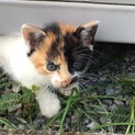 可愛いミケ猫ちゃん♡