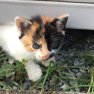 可愛いミケ猫ちゃん♡