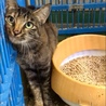 サビ子猫と母猫はいっしょのおうちへ サムネイル5