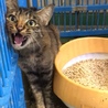 サビ子猫と母猫はいっしょのおうちへ サムネイル6