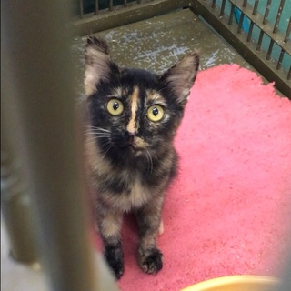 サビ子猫と母猫はいっしょのおうちへ
